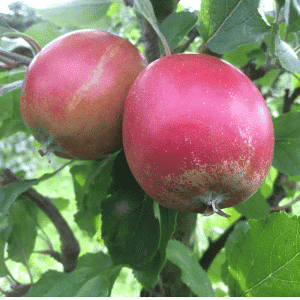 Holsteiner Cox - Æbletræ 5-8 grene