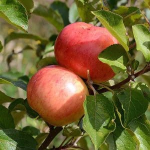 Astrakan Gyllenkrok Æbletræ på vildstamme 5-8 grene