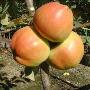 Prima - Æbletræ 3-4 grene