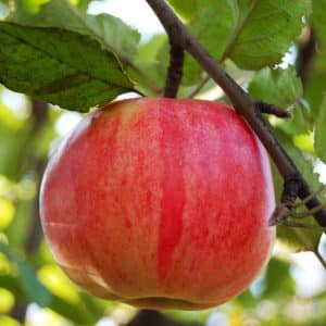 Retina - Æbletræ 5-8 grene