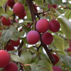 Mirabel ´Komet´ - Prunus cerasifera