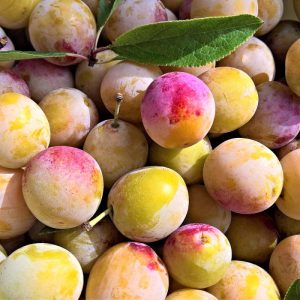 Mirabel ´First´ - Prunus cerasifera