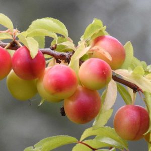 Mirabel ´Nancy Mirabelle´ - Prunus cerasifera