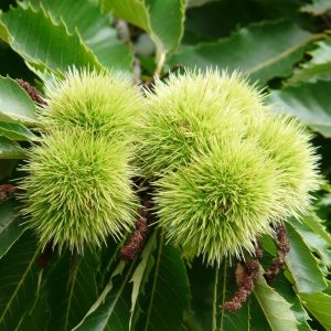 Ægte Kastanie - Castanea sativa 125-150 cm