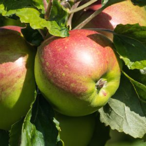 Bramley´s Seedling - Æbletræ 4-8 grene