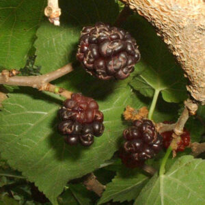 Sort Morbær- Morus Nigra 100-125 cm.