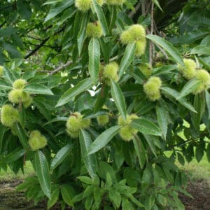 Ægte kastanie - Castanea sativa busk 125-150 cm, 15 liter potte