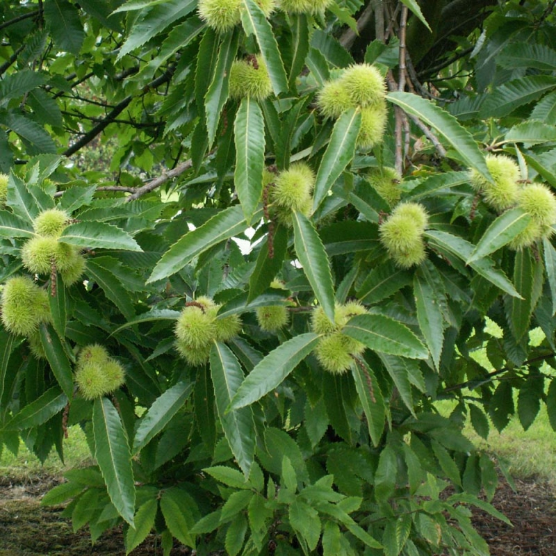 Ægte kastanie - Castanea sativa busk 125-150 cm, 15 liter potte