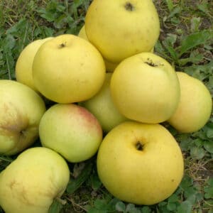 Bøghs Citronæble - Æbletræ 200-250 cm