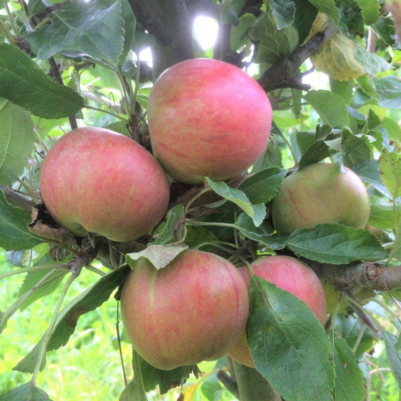 Cox Orange - Æbletræ, klump 14-16 cm