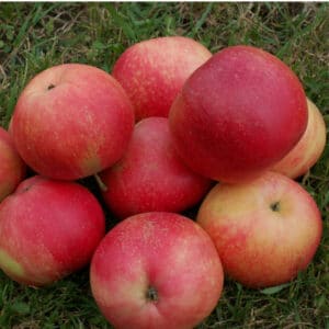Discovery - Æbletræ espalier, klump 18-20 cm