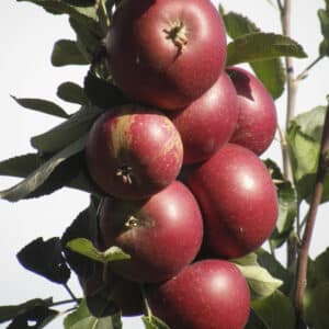 Ingrid Marie - Æbletræ i stor potte 12-14 cm