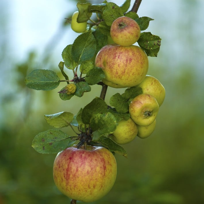 James Grieve - Æbletræ, klump 16-18 cm