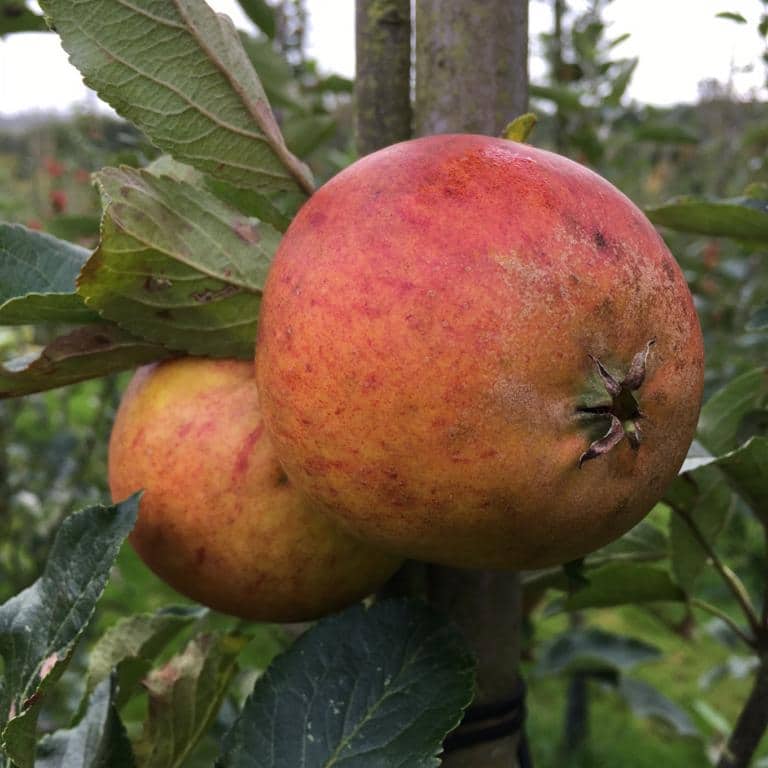 Queen´s Cox - Æbletræ, klump 14-16 cm omplantet