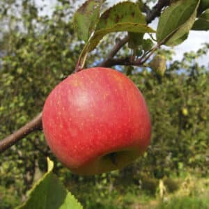 Rød Aroma - Æbletræ, klump 20-25 cm