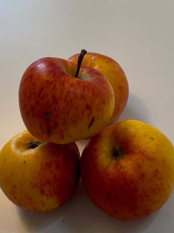 Rød Topaz - Æbletræ, klump 10-12 cm