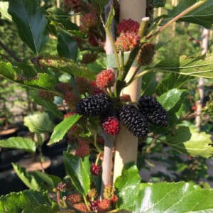 Sort Morbær - Morus rotundifolia ´Mojo Berry´Â® Toppodet 50 cm stamme