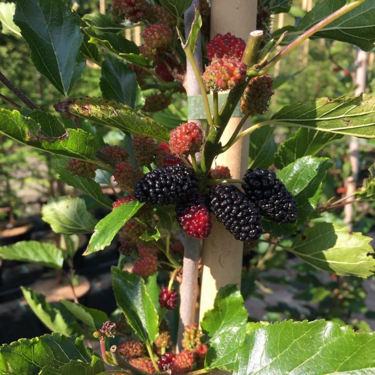 Sort Morbær - Morus rotundifolia ´Mojo Berry´Â® Toppodet 50 cm stamme