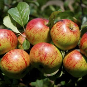 Topaz - Æbletræ, klump 12-14 cm