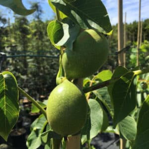 Valnøddetræ - Juglans regia ´Broadview´ 175-200 cm